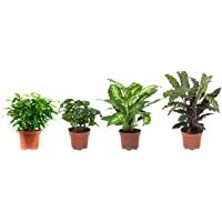 Plantas de interior de Botanicly – 4 × Ficus Green Kinky- Coffea- Dieffenbachia- Calathea – Altura: 25 cm